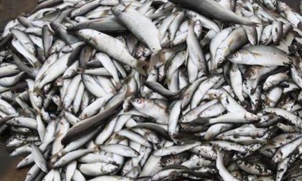 Fish quota auction raises N$630m