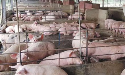 Pig Farming: An Untapped Industry in Namibia