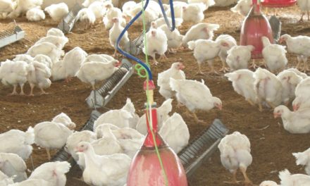 The types of chicken production systems