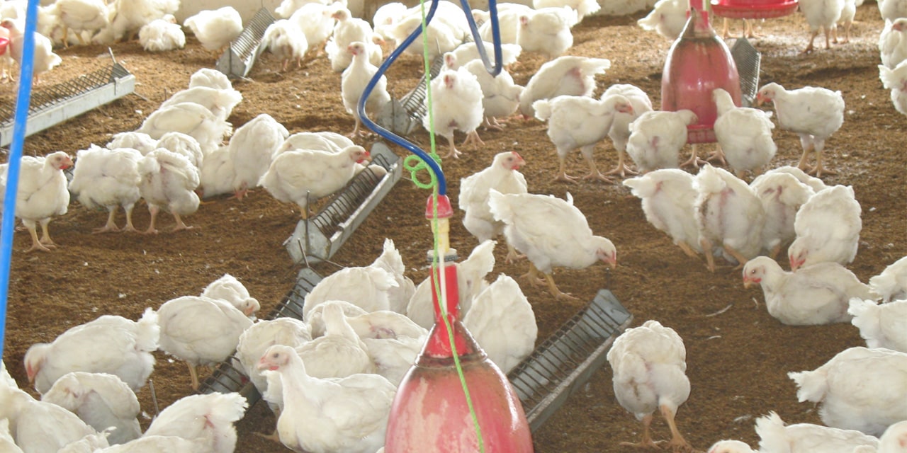 The types of chicken production systems