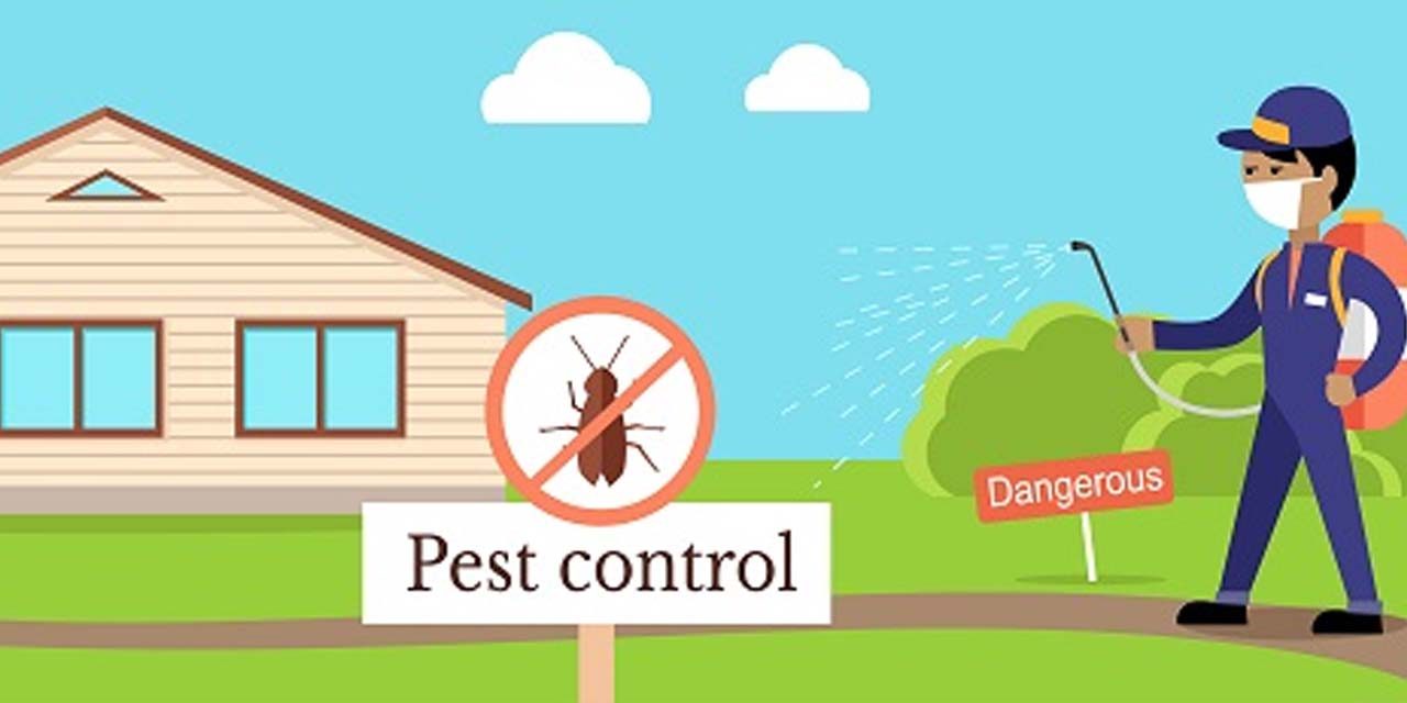 Pest Control Using Homemade remedies