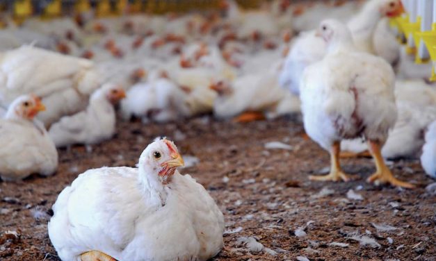 The opportunities import restrictions offer to local poultry producers