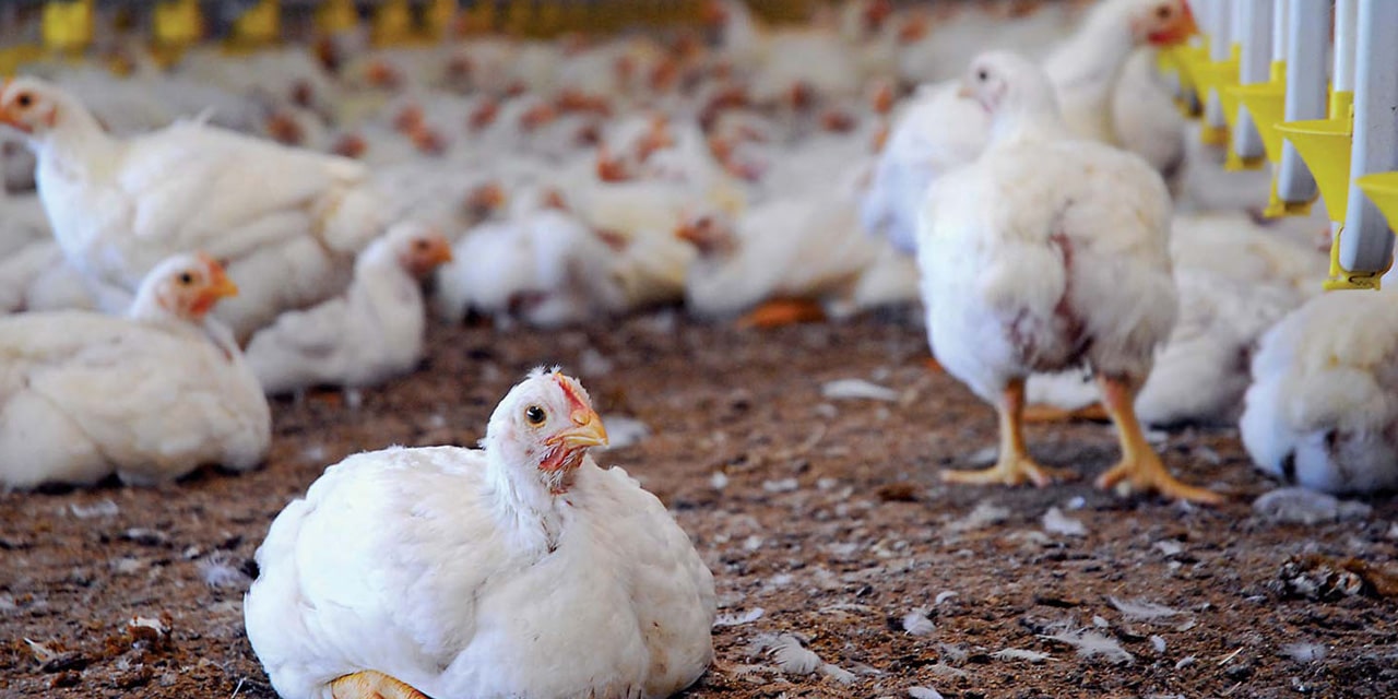 The opportunities import restrictions offer to local poultry producers