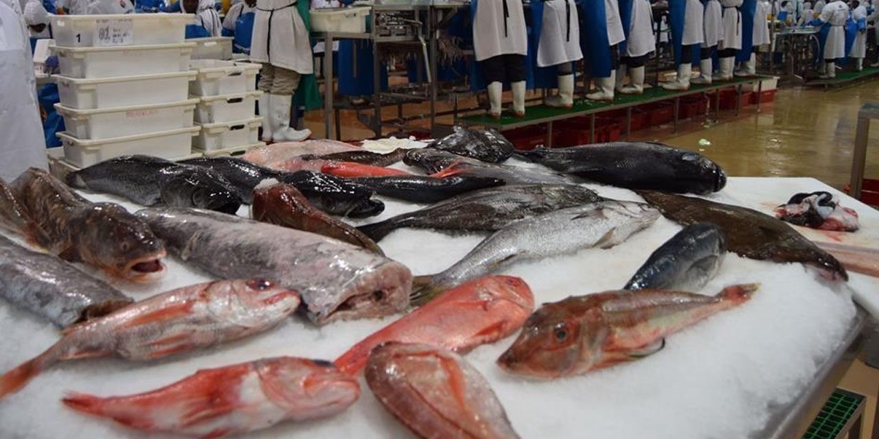 Govt raises only N$189 million from hake auction