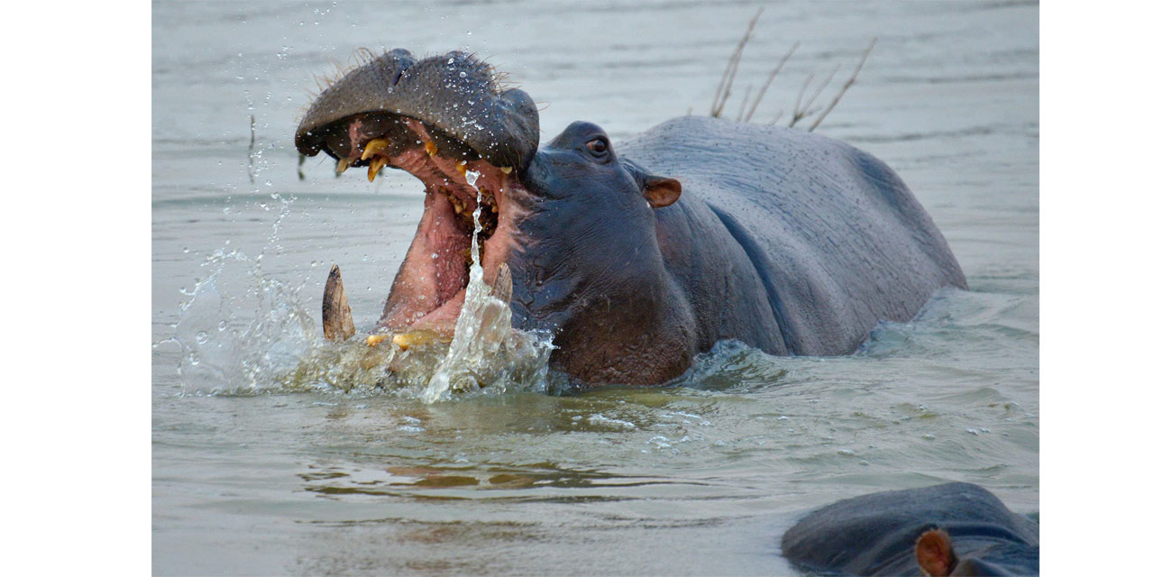 A surge of animal attacks in river regions