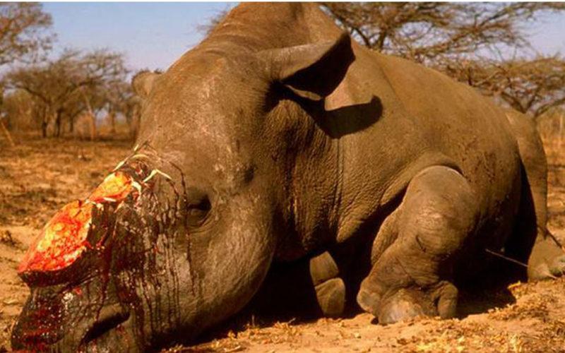 Inadequate resources hamper fight against poaching