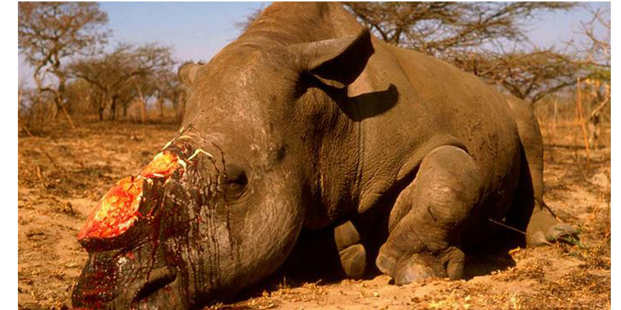 More than 600 rhinos were poached in ten years