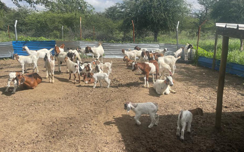 Secret plan to evict Oshikoto farmers<br>….future of small stock farmers threatened