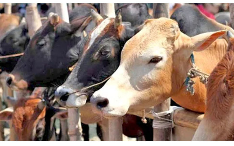 Beef exports grow by 20 percent