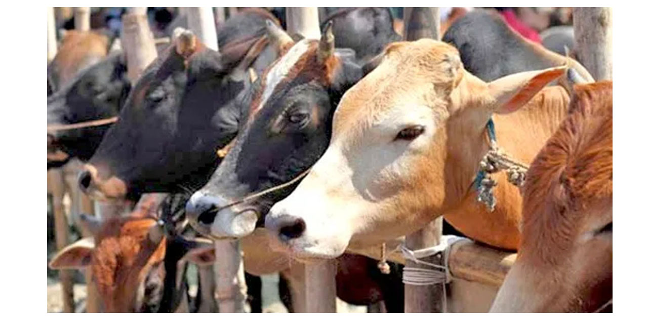 Beef exports grow by 20 percent