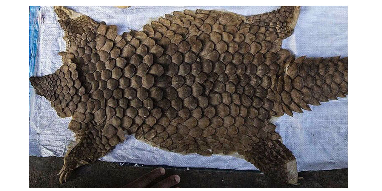 Pangolin skin lands two in jail