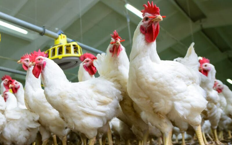 Poultry ban lifted