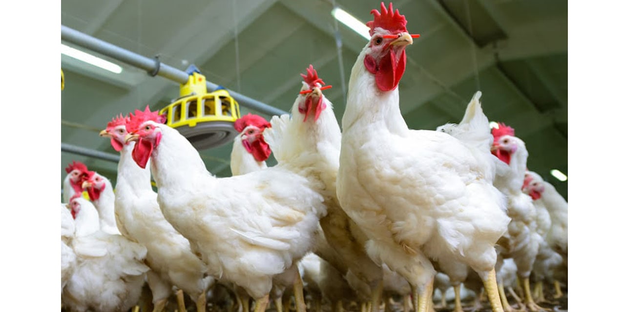 Poultry ban lifted