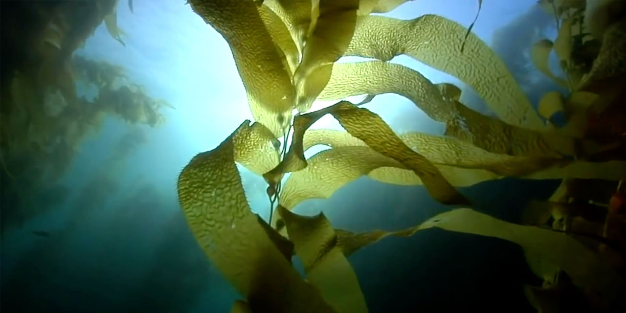 Huge kelp forests creating green jobs