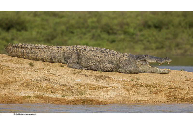 Mafwe Traditional Authority demand boreholes amidst crocodile attacks
