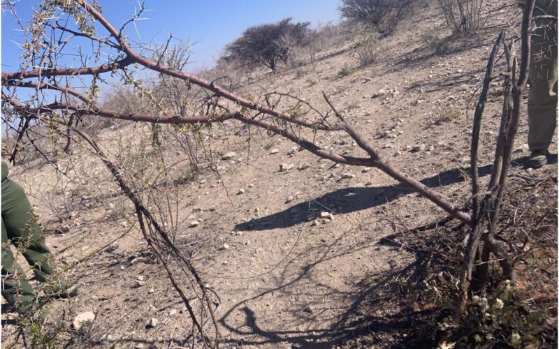 Illegal wire snares are decimating wildlife in Etosha