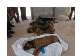 Oshana Police euthanize dogs that killed security guard