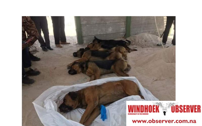 Oshana Police euthanize dogs that killed security guard