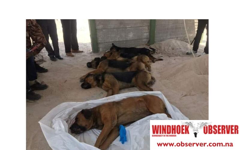 Oshana Police euthanize dogs that killed security guard