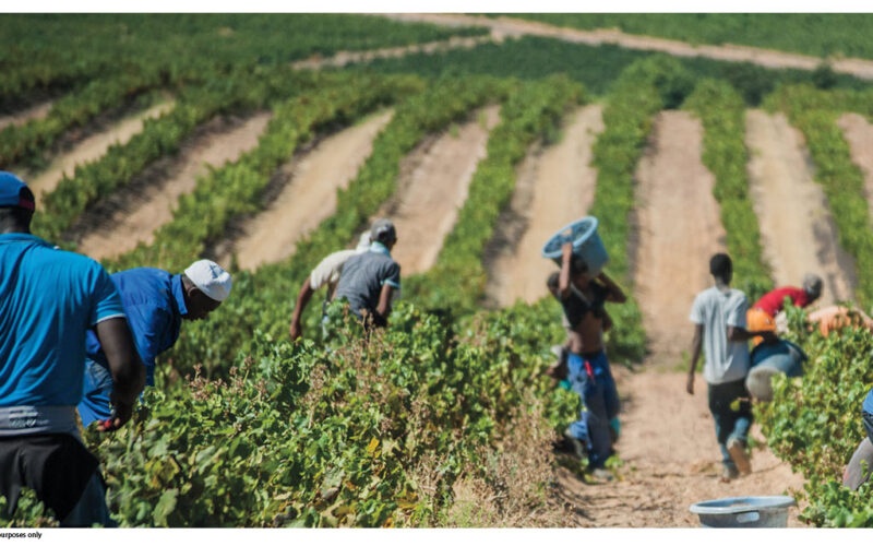 New minimum wage agreed for Namibia’s agricultural sector