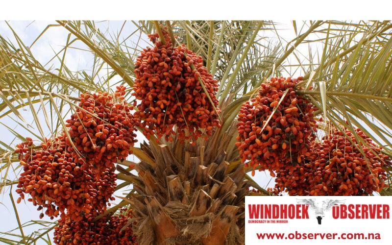 Namibian dates spearhead horticultural exports