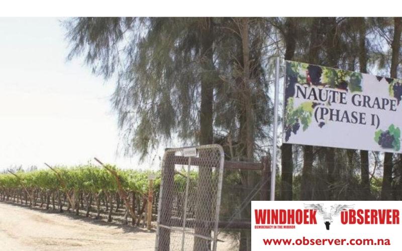 Nida blamed for Naute Dam irrigation farm electricity failure