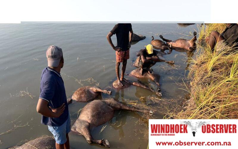 Environment ministry confirms the death of more than 100 buffaloes in Zambezi