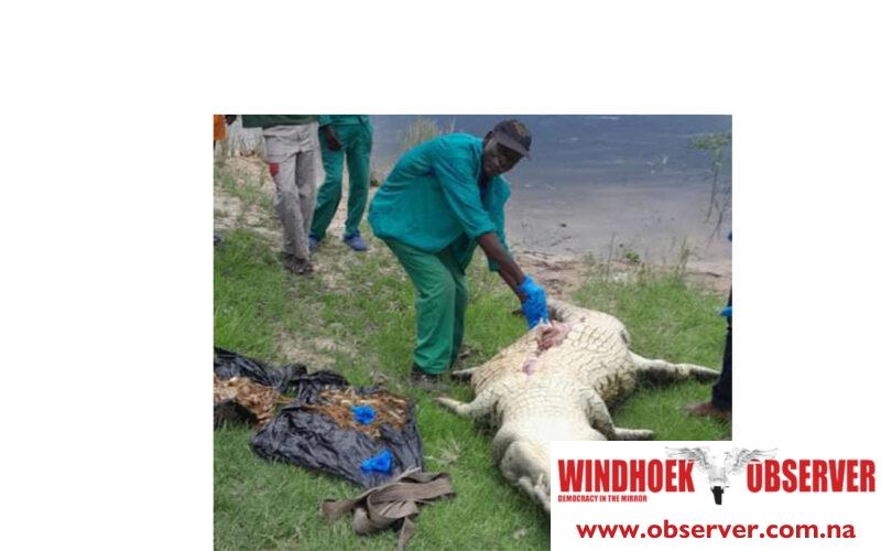 Remains of child found inside killer crocodile