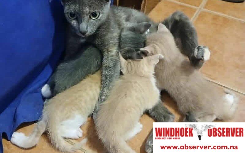 OBSERVER COASTAL | Cool Cats Namibia marks 10 marks of rescuing cats
