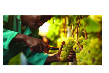 Africa takes over half of Namibia’s exports in November