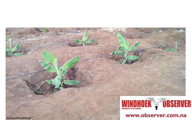 Namibia’s Banana Project a step closer to self-sufficiency