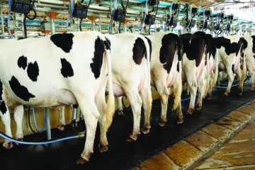 LLPBN seeks experts to strengthen livestock value chain 