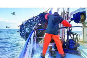 Oceana’s horse mackerel catch disappoints