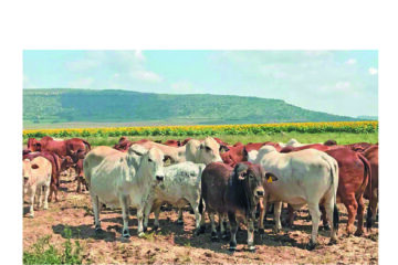 Erongo farmers increase herds