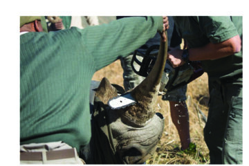 NAPHA says blocked rhino horn bid undercuts community conservation