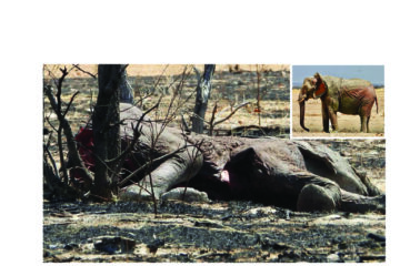 Etosha in crisis: Raging wildfires decimate wildlife, tourism appeal affected