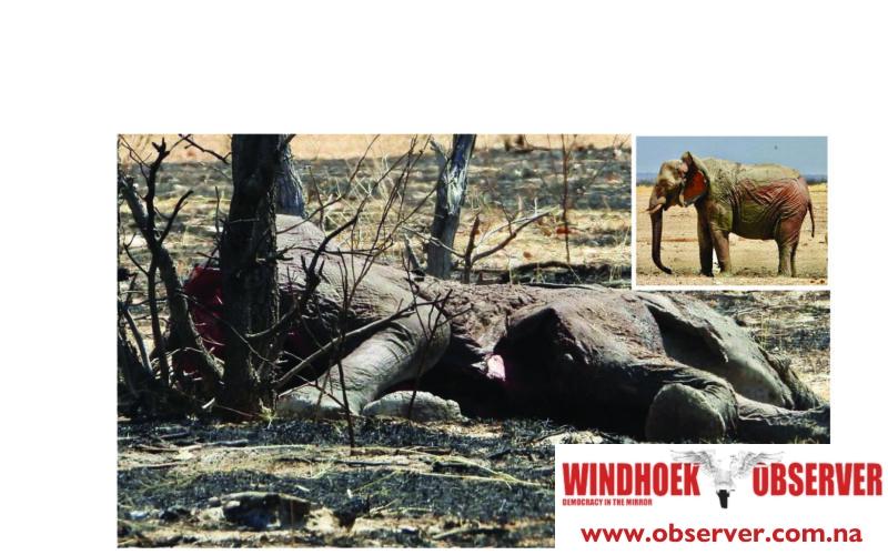 Etosha in crisis: Raging wildfires decimate wildlife, tourism appeal affected