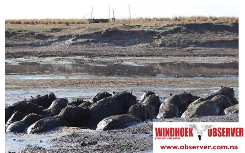 Drought turns the Chobe River into a trap for 200 hippos