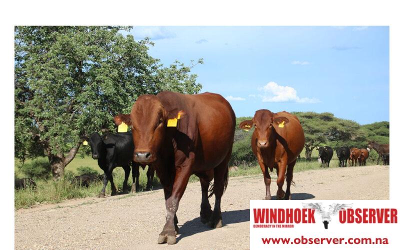 Livestock industry battles drought, market challenges & rising theft