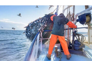 Oceana’s Namibian performance declines 14% due to catch costs