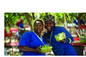Nedbank funds the expansion of Aussenkehr vineyards