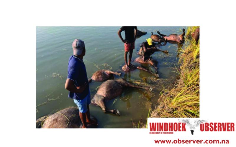 Govt to assess Chobe river after buffalo deaths