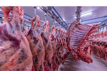 Export approvals hold up Savanna Beef slaughter rights