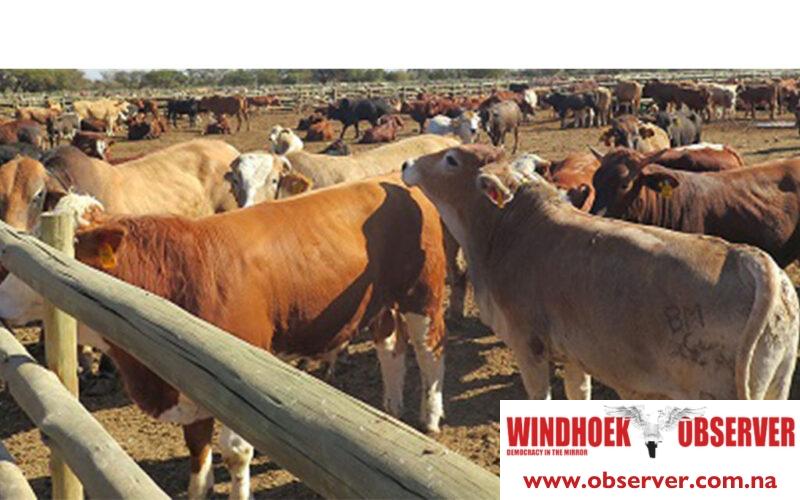 Agriculture ministry set to auction over 140 cattle