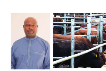 Trail of missing cattle to grow longer at Meatco