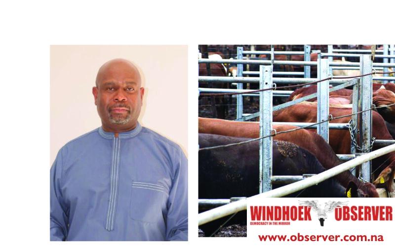 Trail of missing cattle to grow longer at Meatco