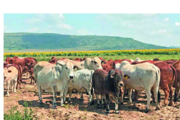 Cattle sales fall to lowest level in nearly two decades