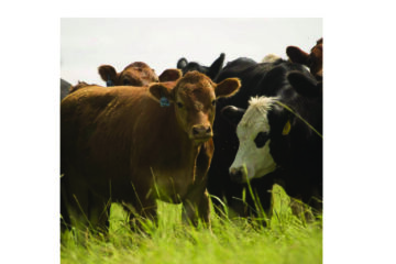 Global cattle prices increase in first half of 2025 