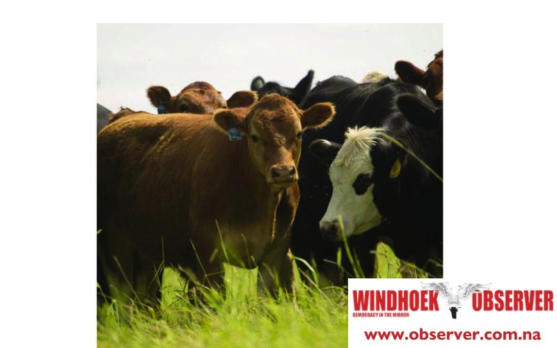 Global cattle prices increase in first half of 2025