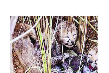 Namibian cheetah gives birth to five cubs in India